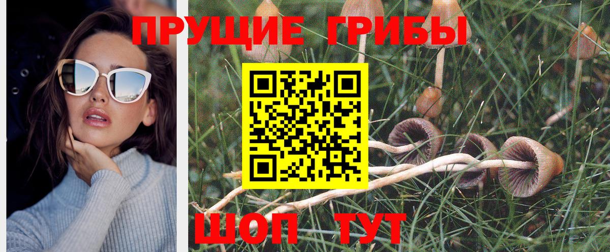Псилоцибиновые грибы GOLDEN TEACHER  Вход с VPN  купить наркотик  Реутов  Псилоцибиновые грибы GOLDEN TEACHER 
